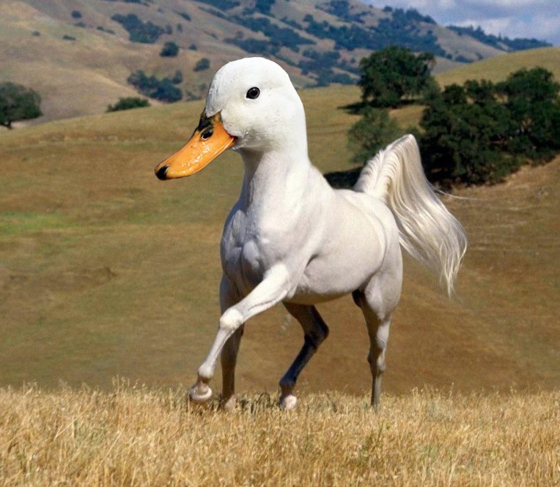 pics 100 Duck Sized Horses Or 1 Horse Sized Duck rather fight 100 duck sized horses