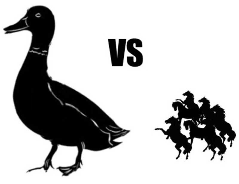 pix 100 Duck Sized Horses Or 1 Horse Sized Duck why would i fight a horse sized duck