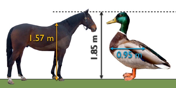 photo 100 Duck Sized Horses Or 1 Horse Sized Duck fight 1 horse sized duck or 100 duck