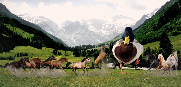 images 100 Duck Sized Horses Or 1 Horse Sized Duck man vs horse sized duck vs 100 duck sized horses