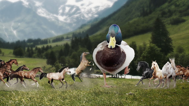 Featured image of post 100 Duck Sized Horses Origin