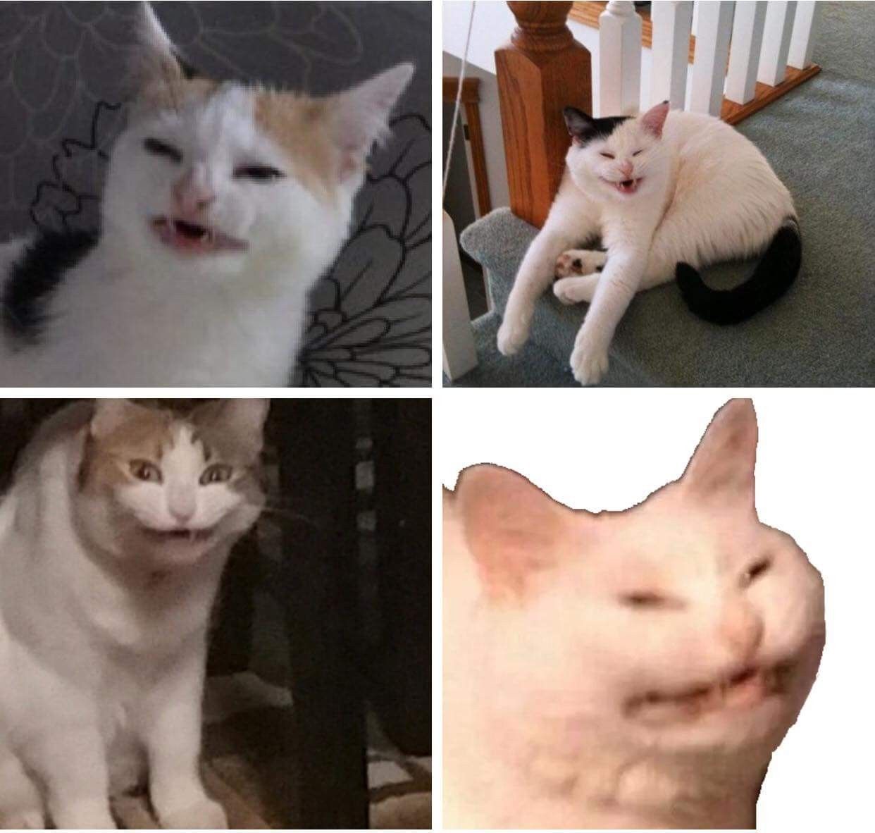 Featured image of post Cat Sneezing Meme