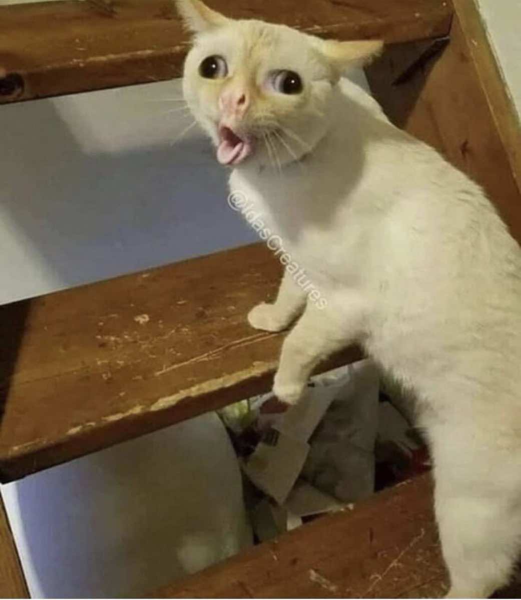 Featured image of post Coughing Sneezing Cat Meme