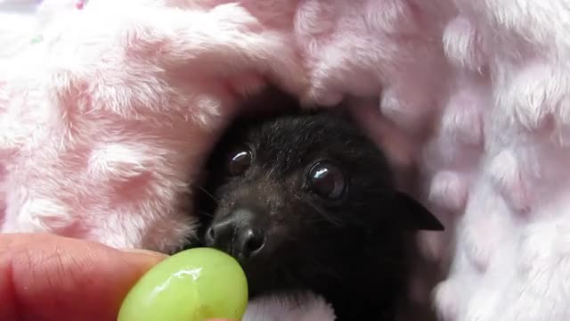 Featured image of post Cute Baby Bat Gif