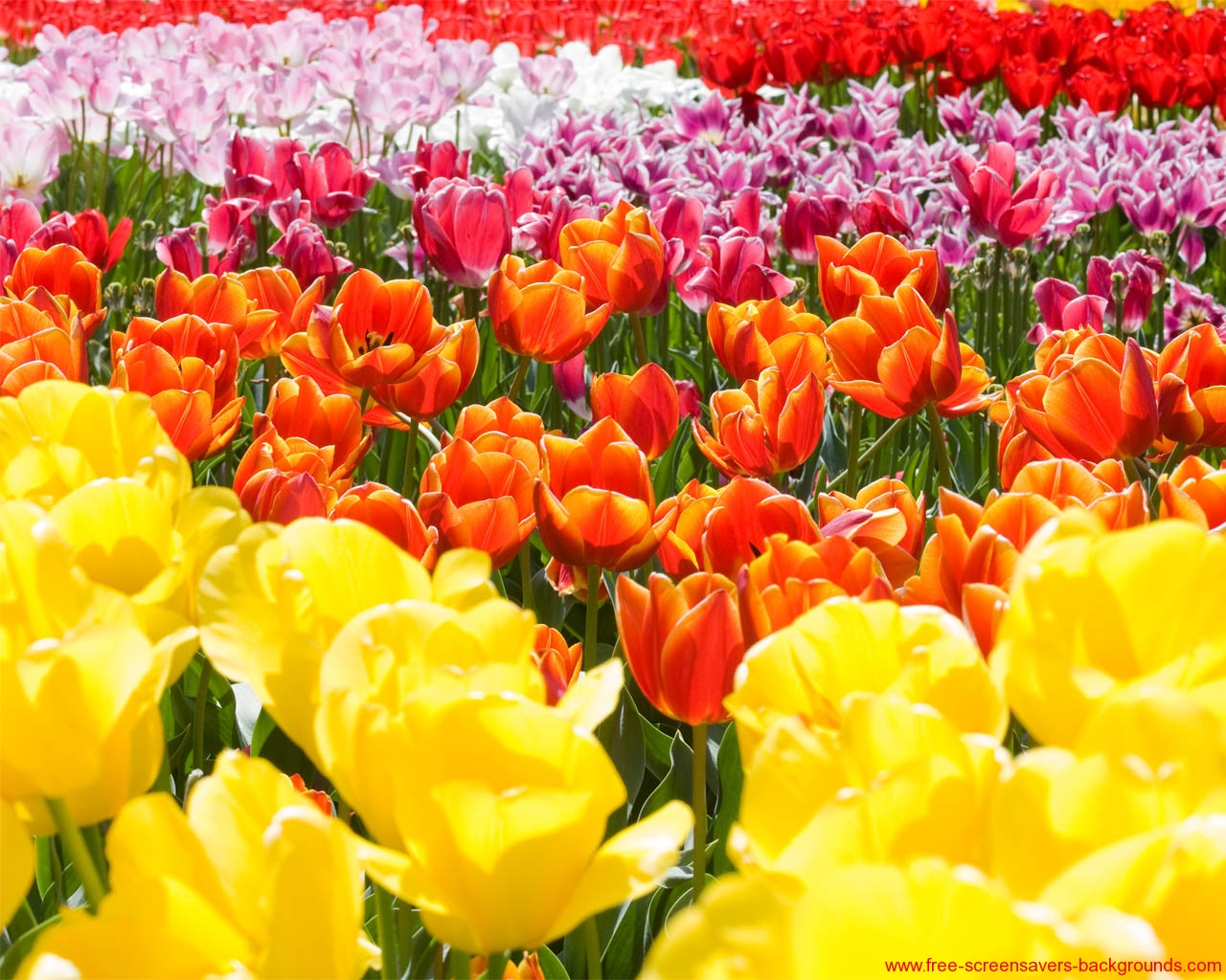 Featured image of post Free Screensavers Spring Flowers