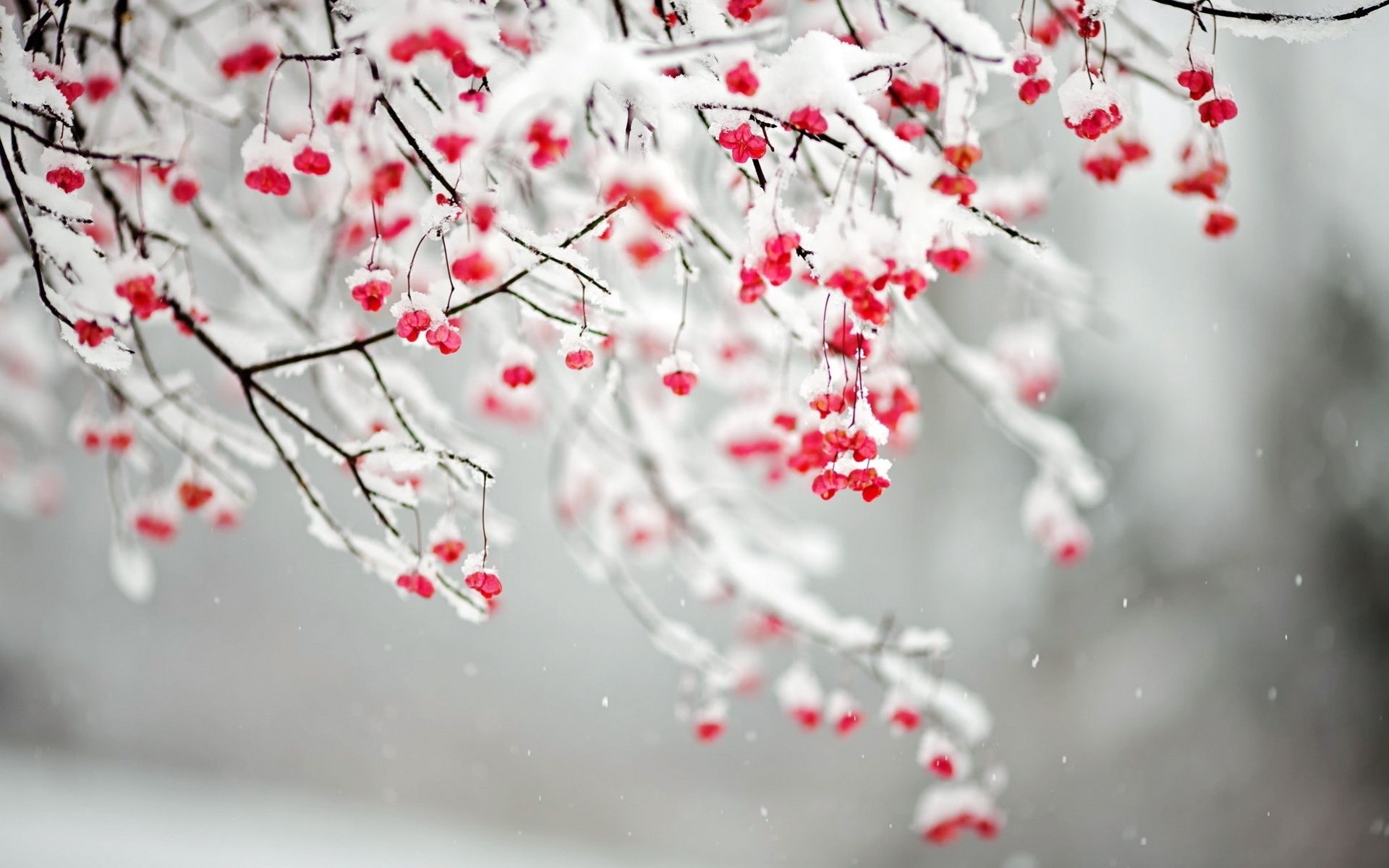 Featured image of post Free Screensavers Winter Flowers